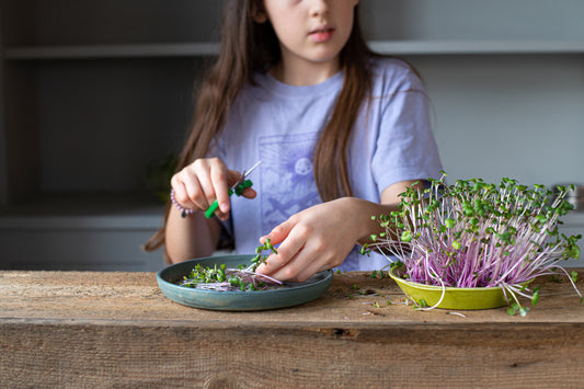 Harvesting Microgreens