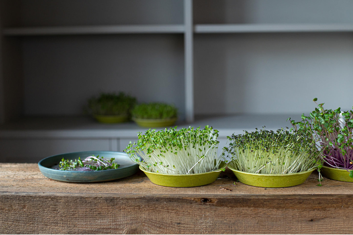 Microgreens growing in green bamboo trays