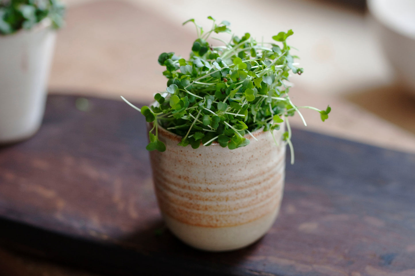Seed & Coir Refill | IMMUNITY