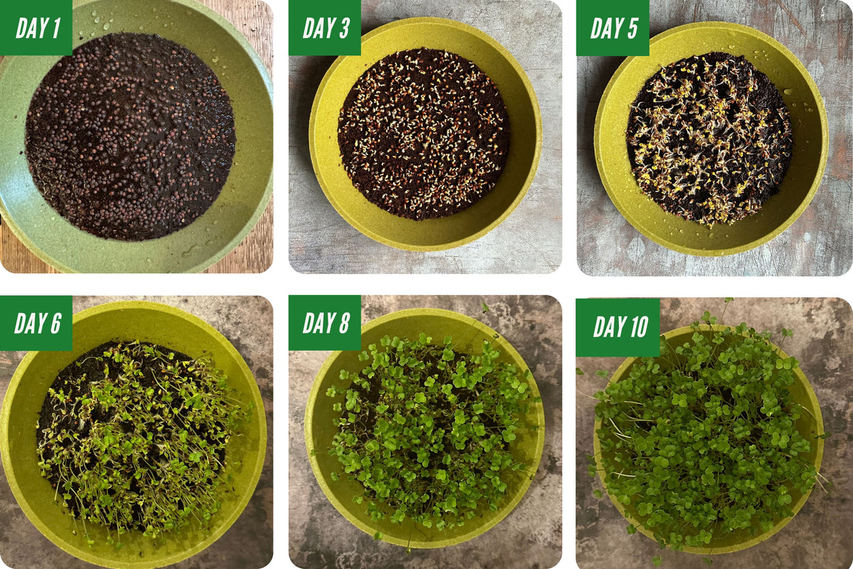 Day by Day Growing Organic Microgreens