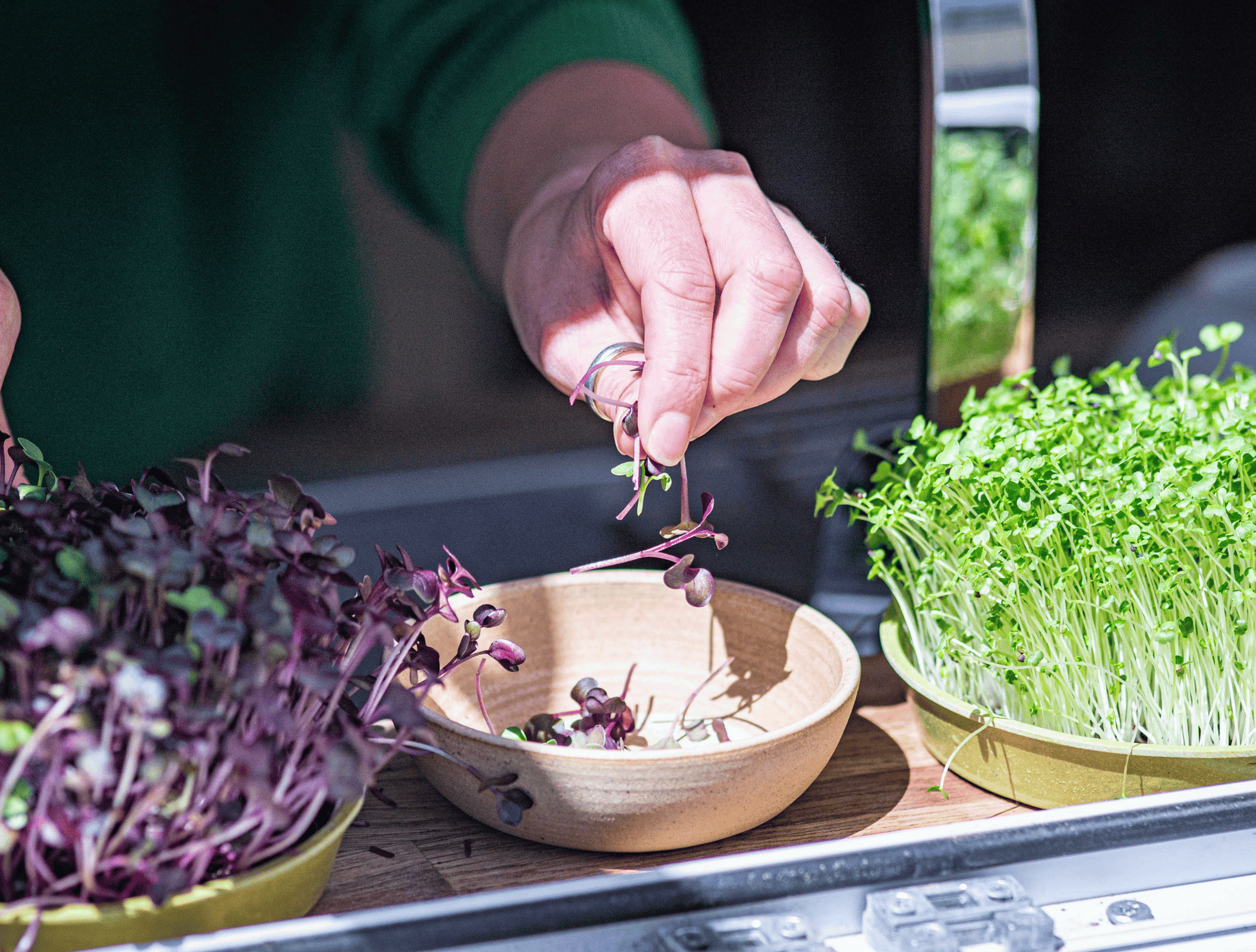 Organic Microgreens grown at home