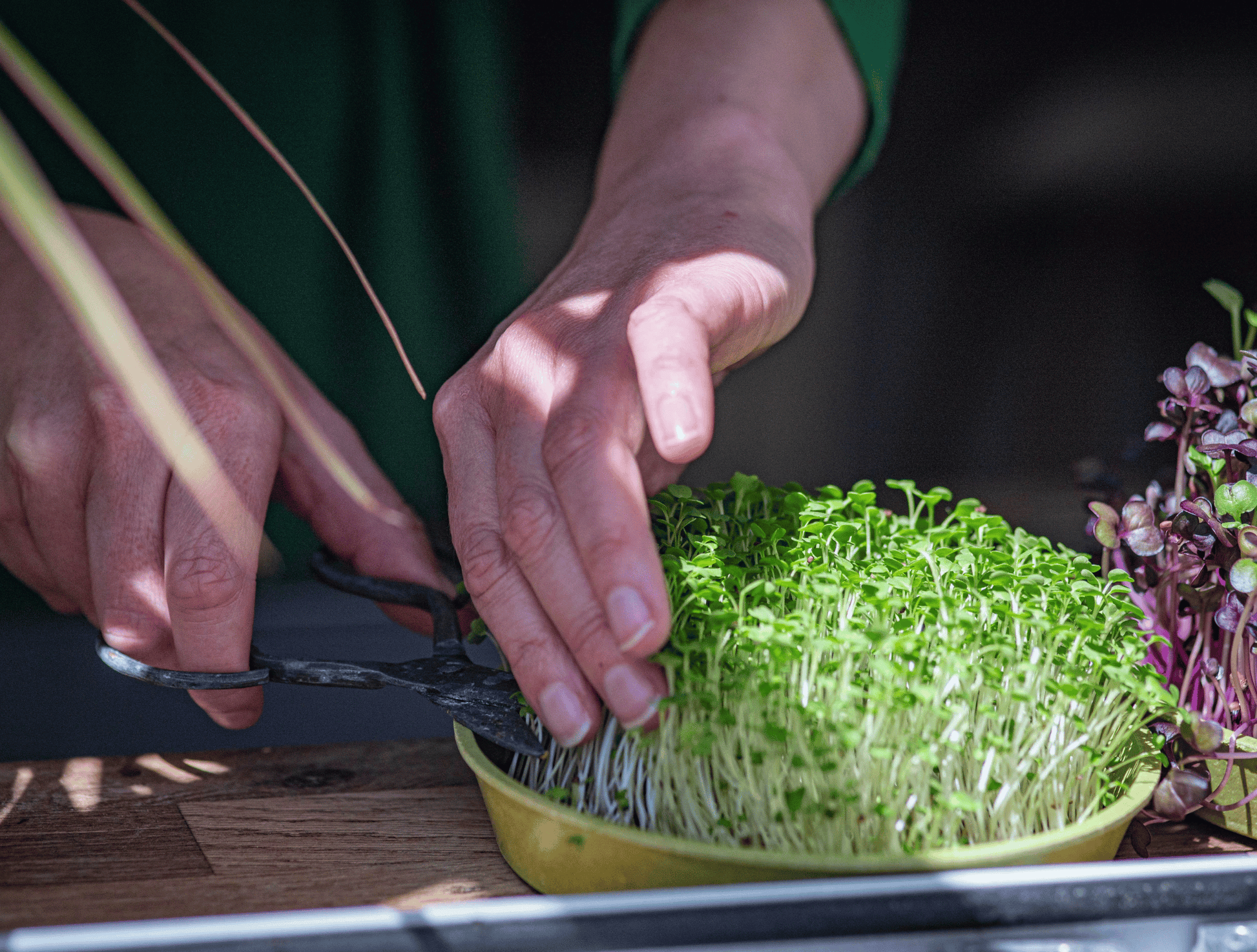 Person trimming microgreens with scissors on a wooden surface