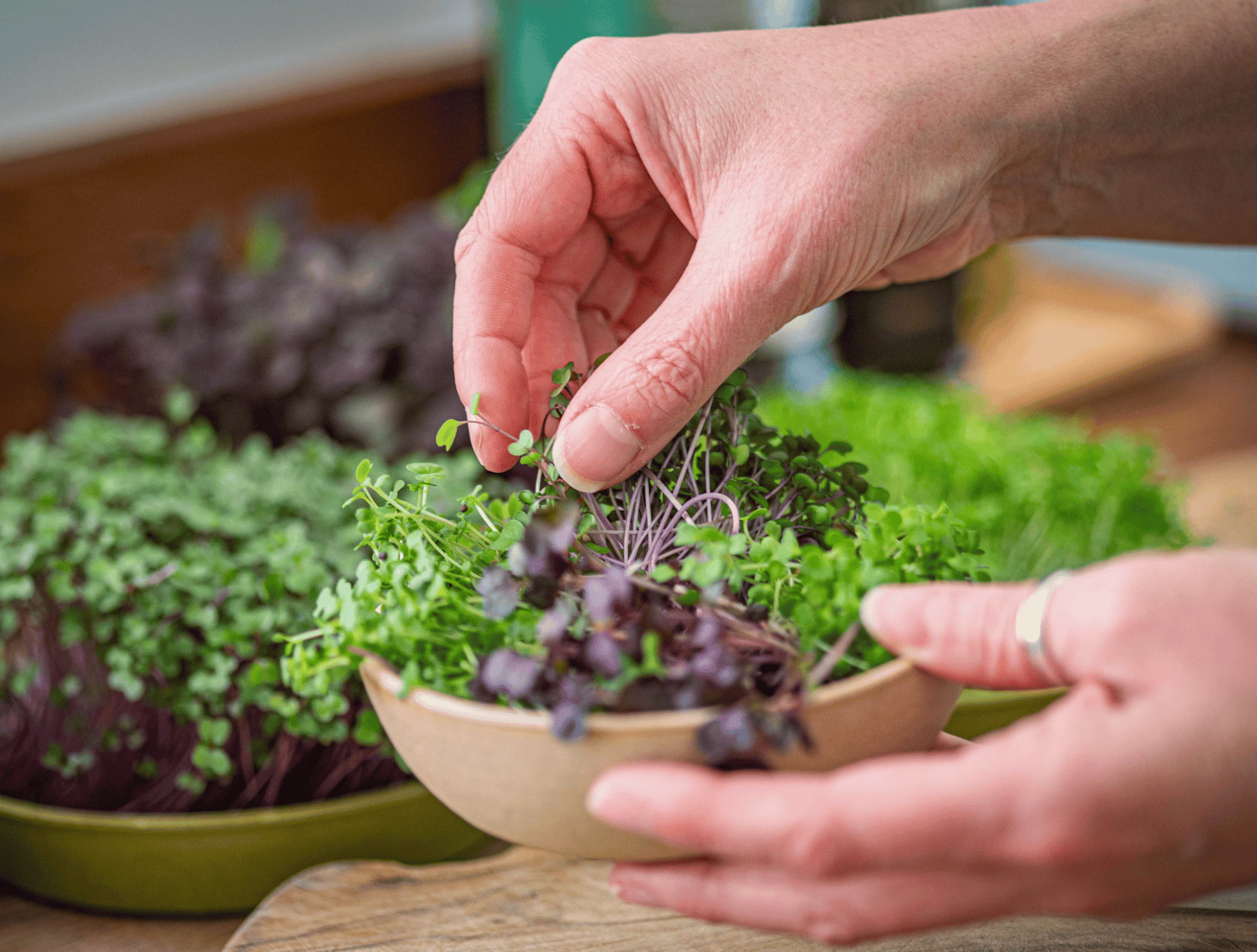Person holding a small bowl of microgreens with a blurred background of leafy greens.