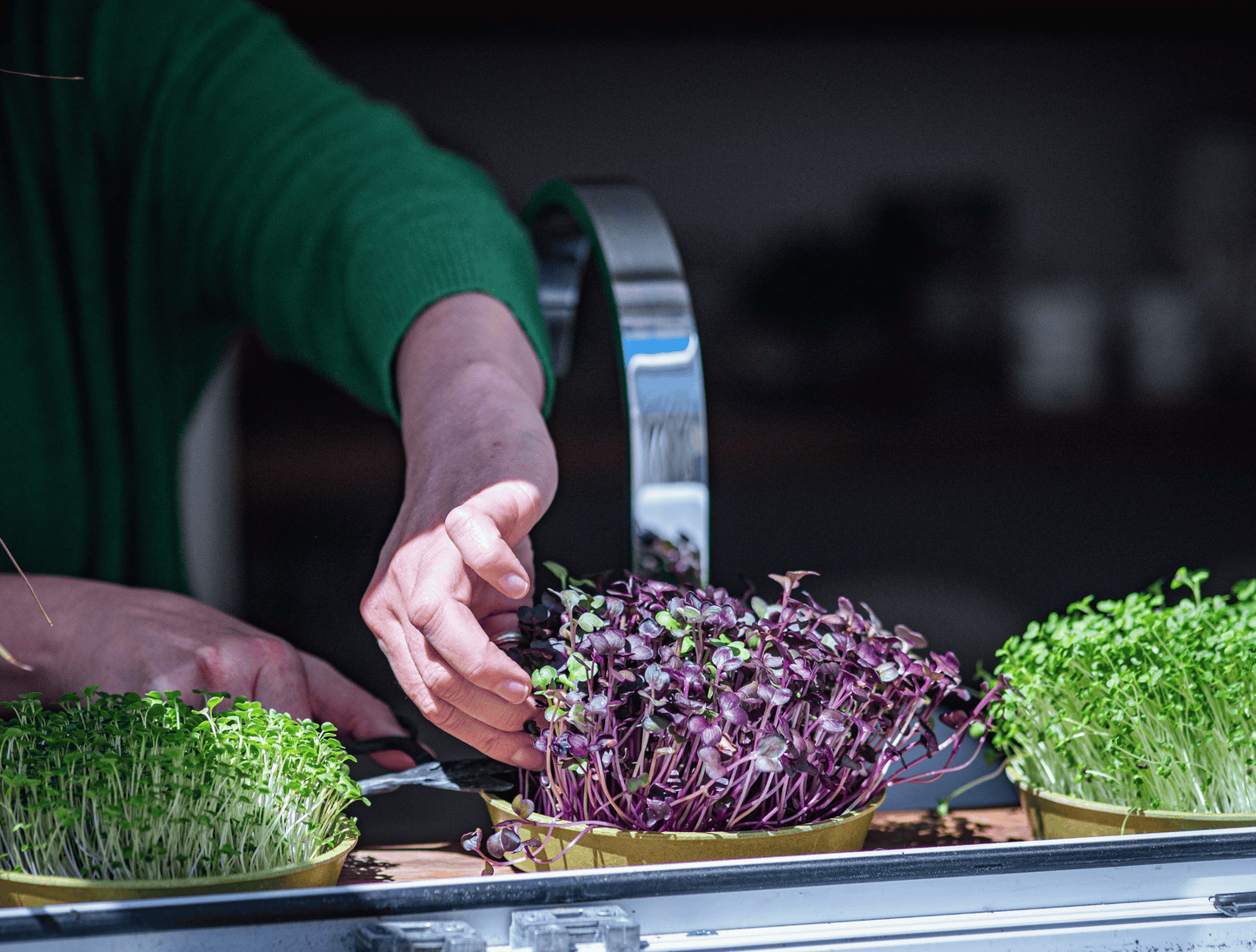 Person tending to microgreens in a container with a blurred background
