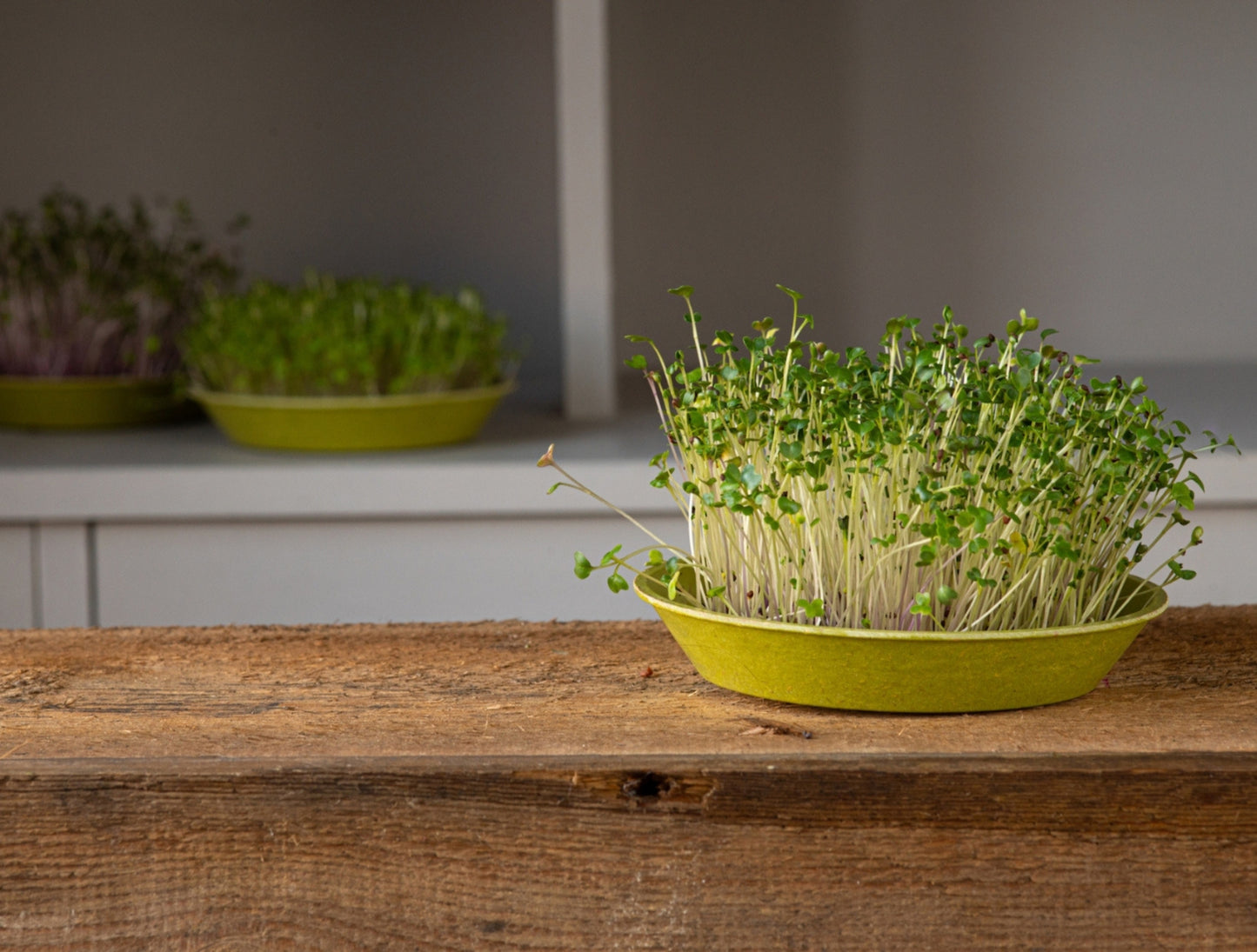 Kale Microgreen Seed Organic
