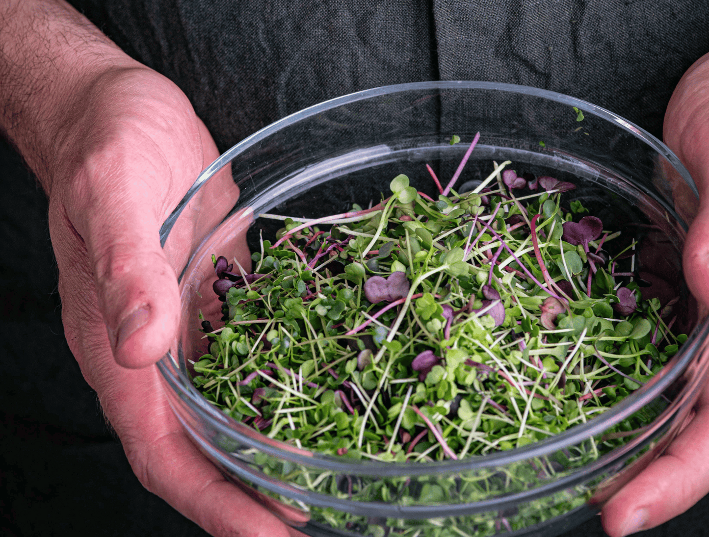 Person holding a clear container filled with microgreens against a dark background