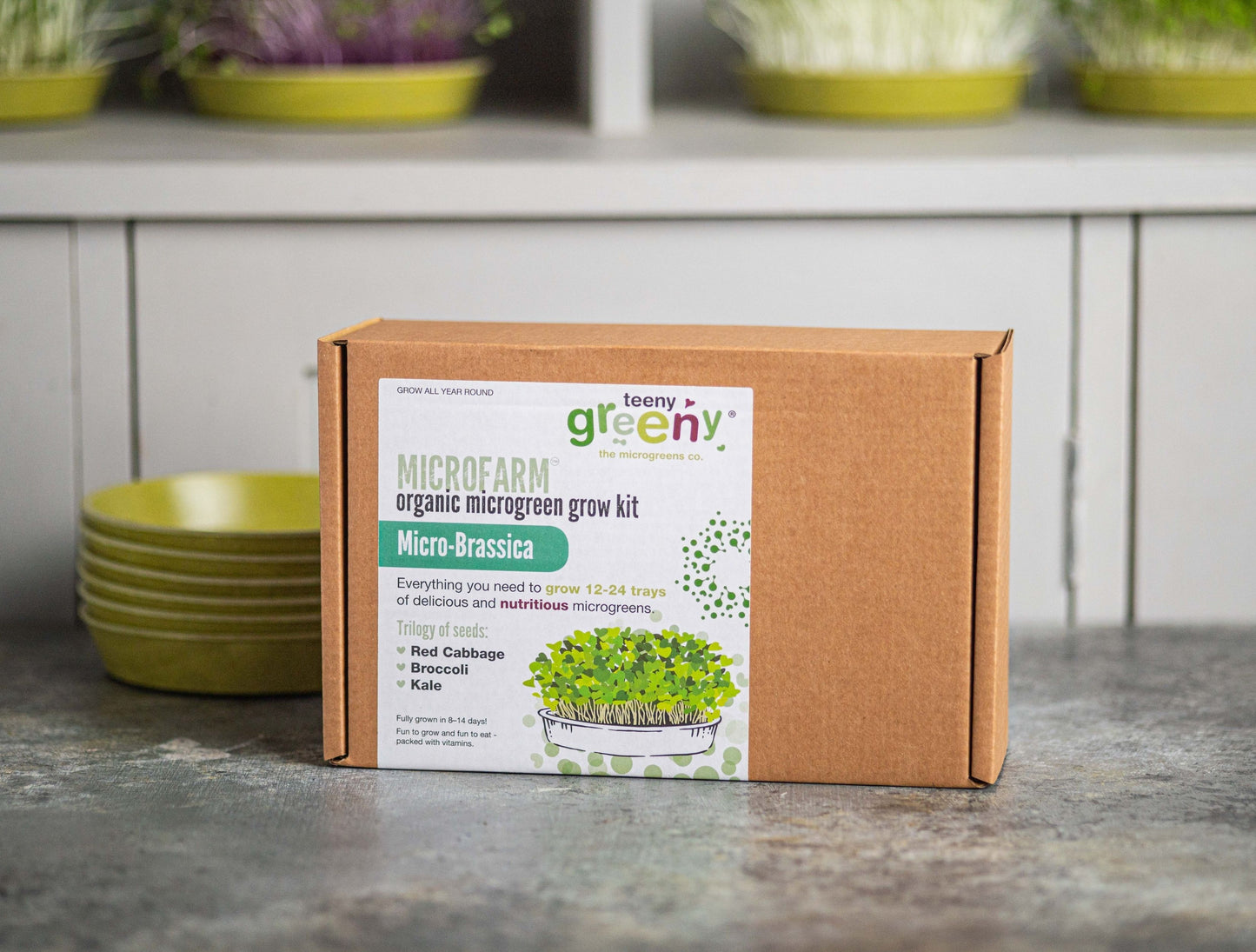 Grow healthy brassica microgreens