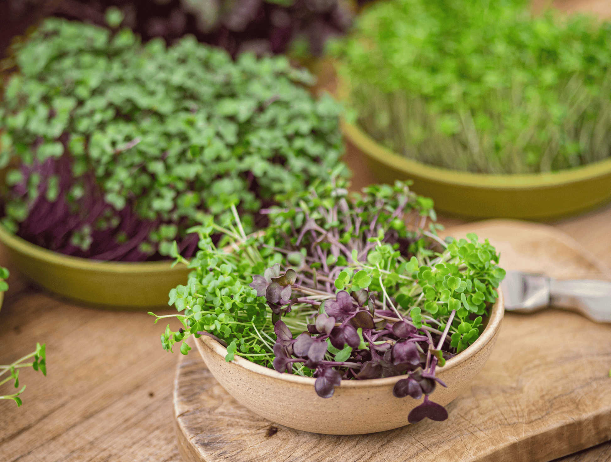 Bowl of microgreens on a wooden surface with containers of more microgreens in the background.