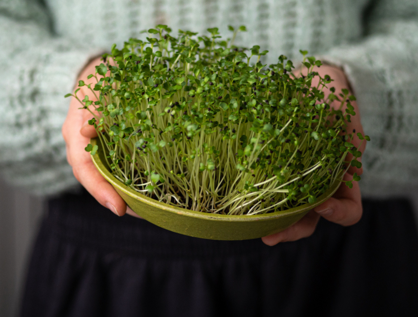 Organic Microgreen Pak Choi