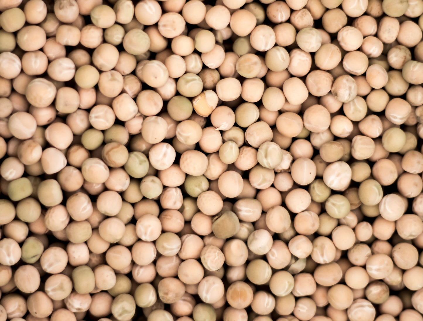 Organic Pea Seeds for Microgreens and shoots