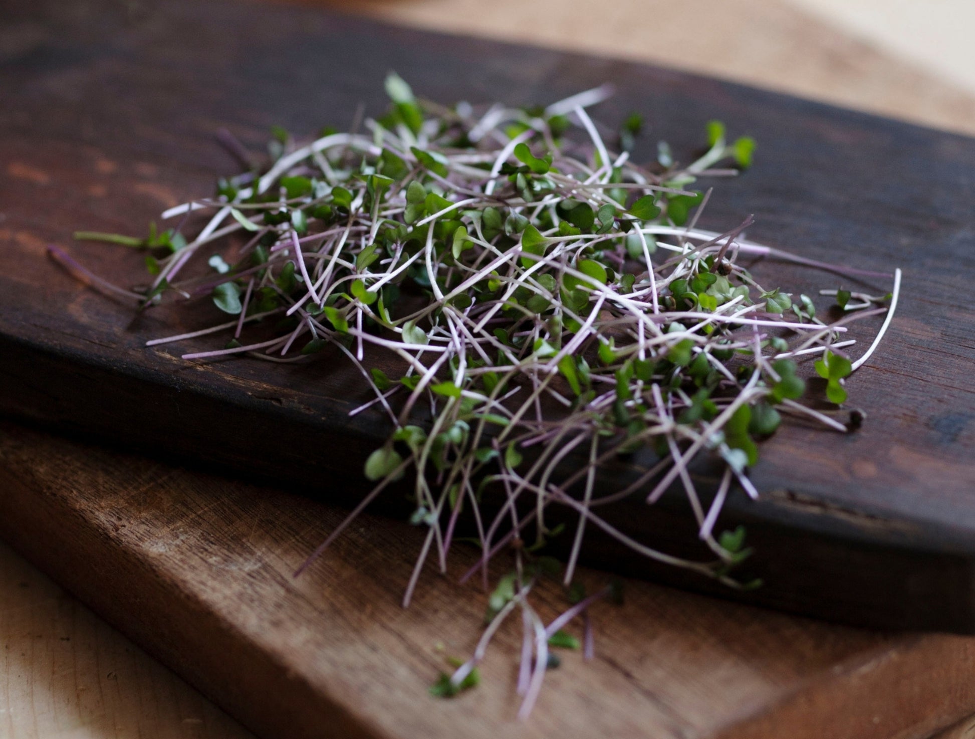 Red Cabbage Microgreen Seeds Organic