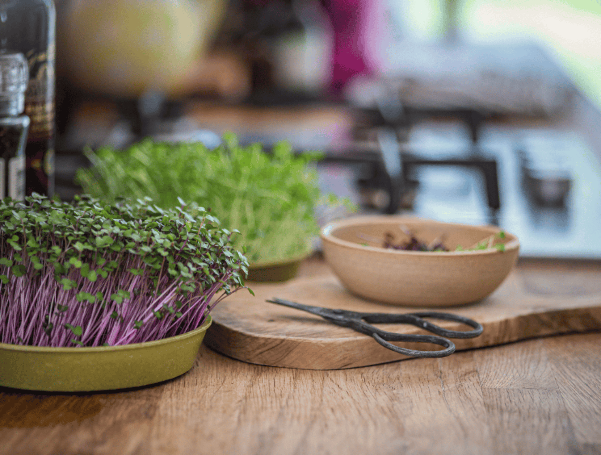 Organic Microgreens grown at home