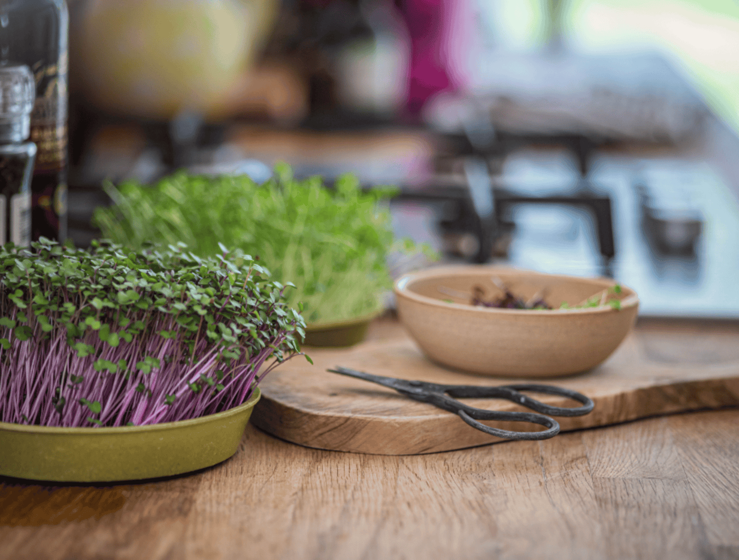 Organic Microgreens grown at home