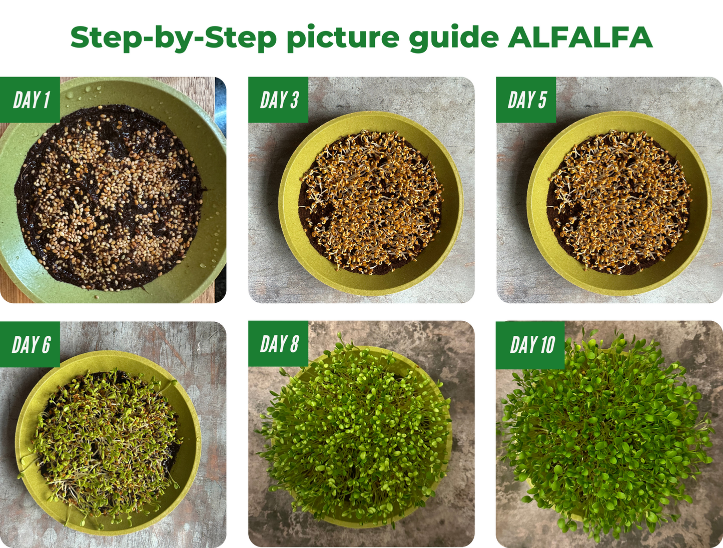 Microgreen Grow Kit | HARMONY
