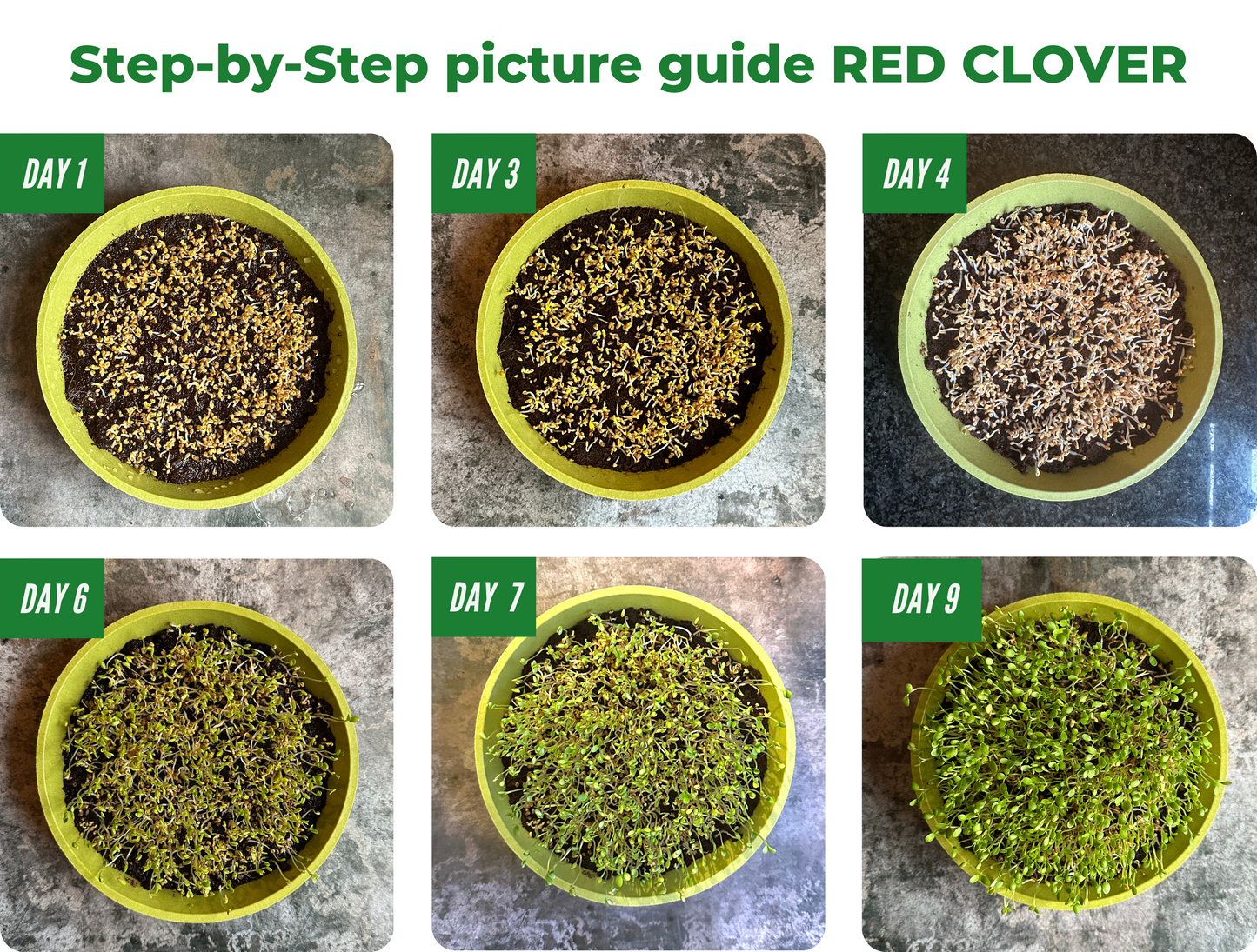 This Season’s Organic Microgreens | 5 Seed Set | Summer Edition