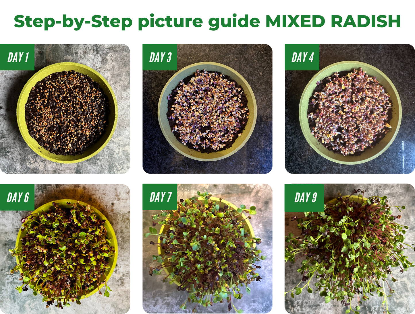 Microgreen Grow Kit | MERRY MICROGREENS
