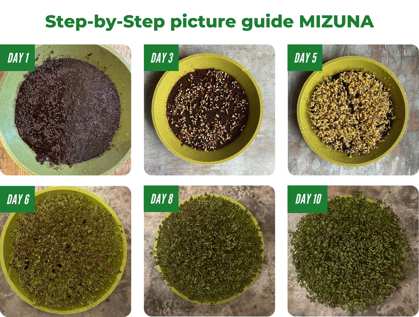 Step-by-step Growing Mizuna Microgreens