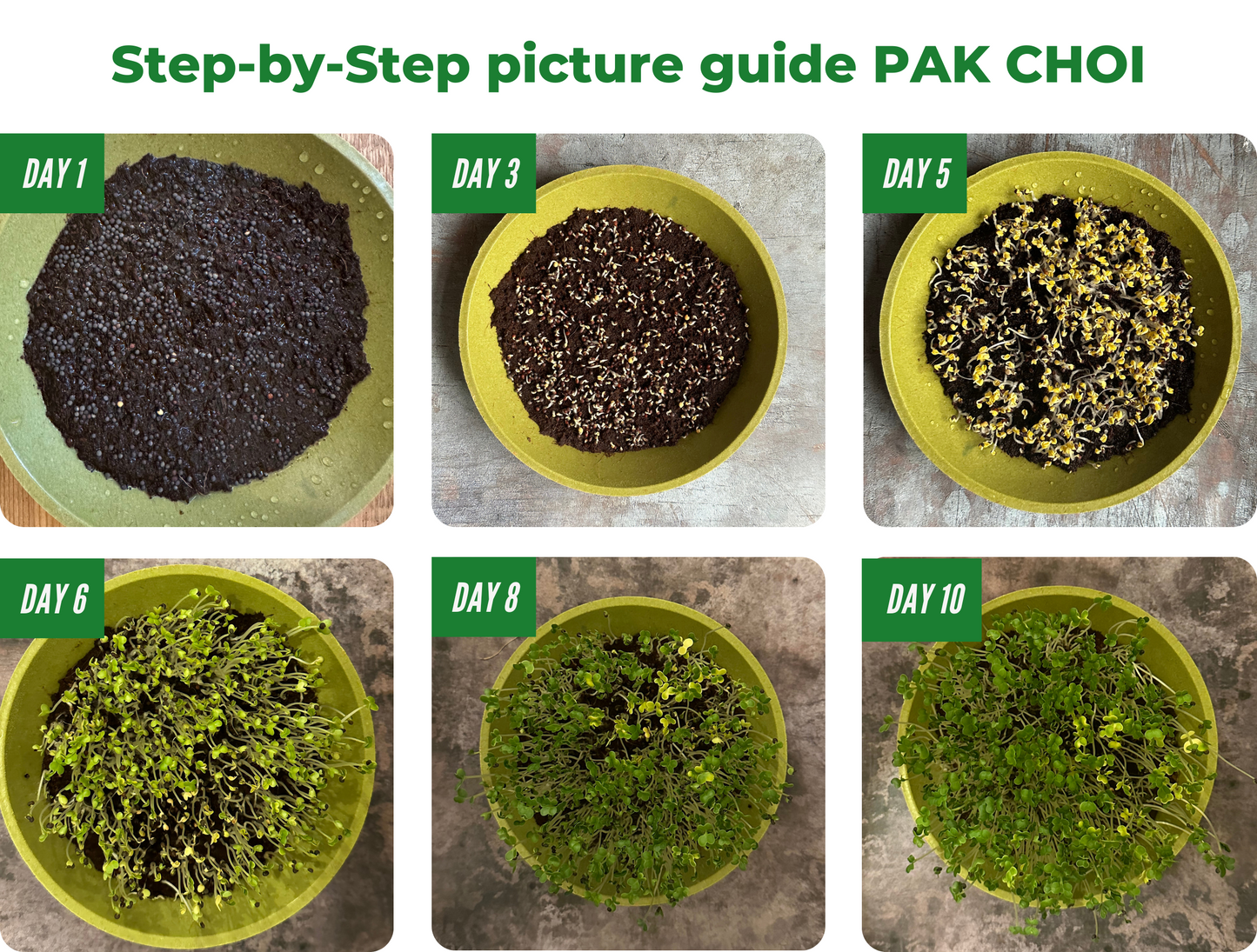 Microgreen Grow Kit | MERRY MICROGREENS