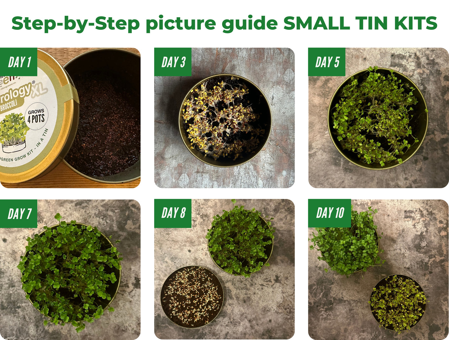 Growing Microgreens with Teeny Greeny Micrology Kits