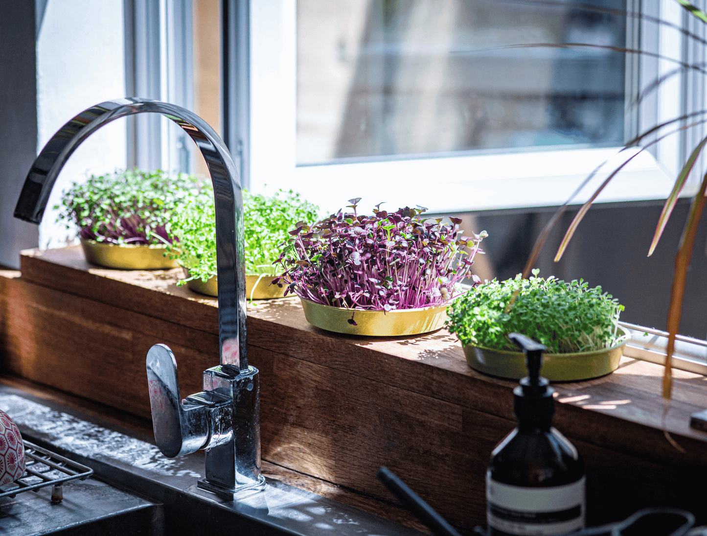 Windowsill with growing microgreens