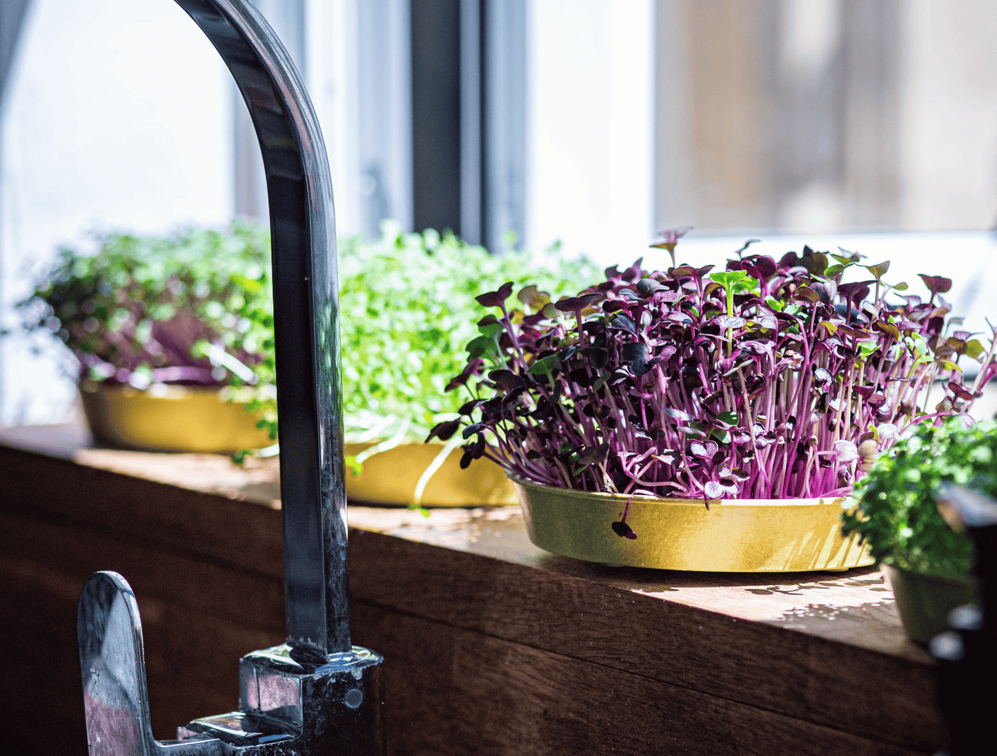 Purple radish microgreens growing on windowsill