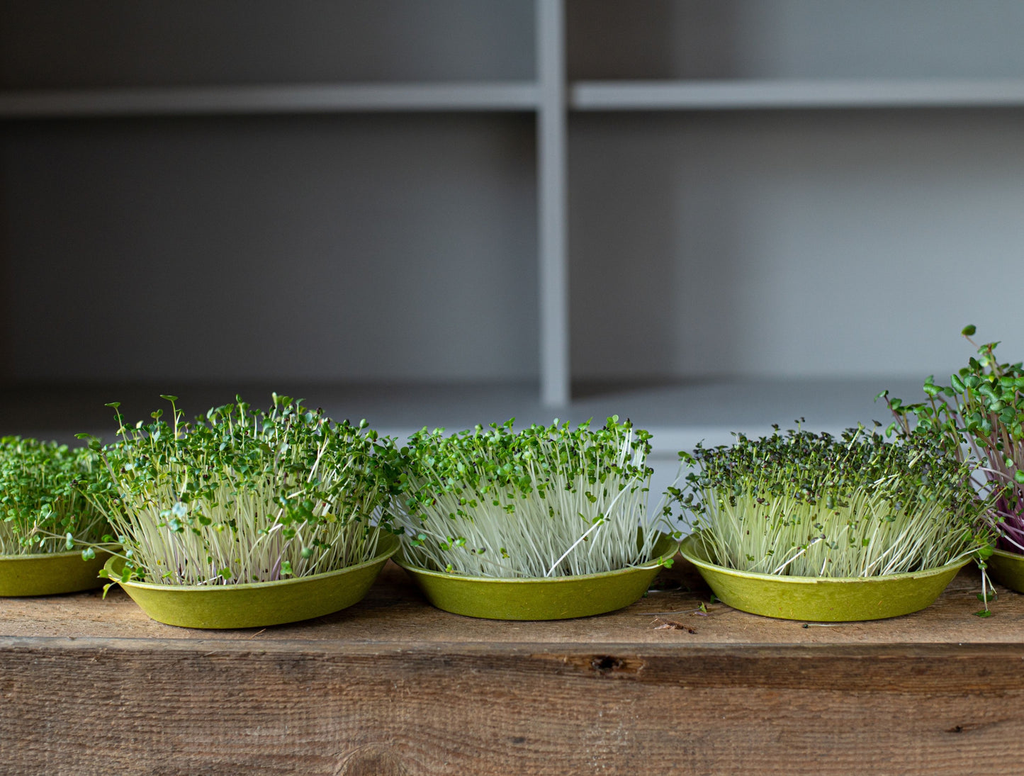 Growing Mirogreens