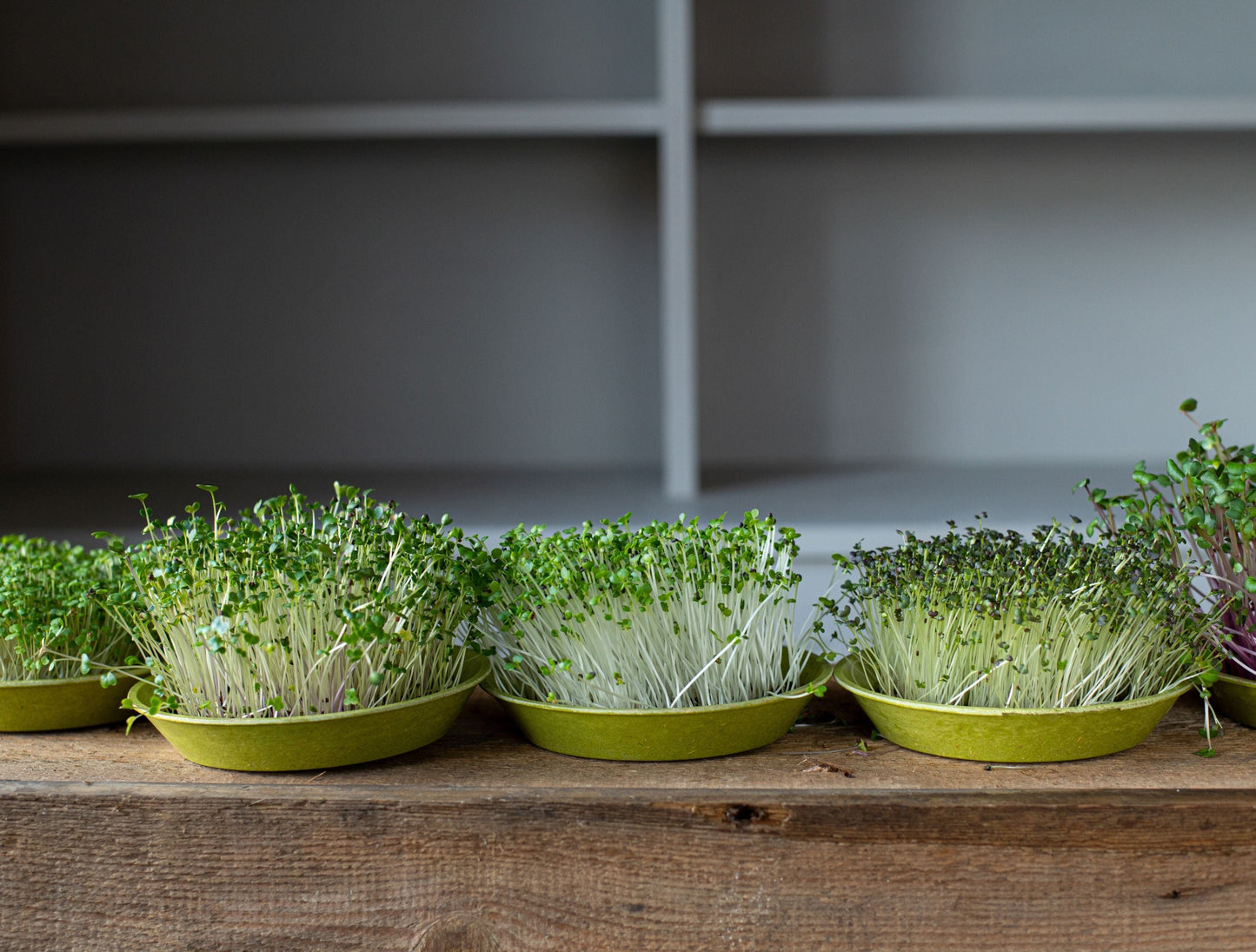 eat healthy microgreens