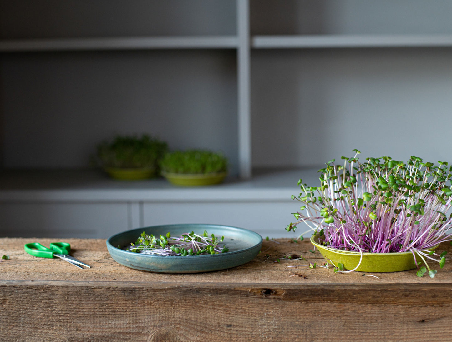 Growing Mirogreens