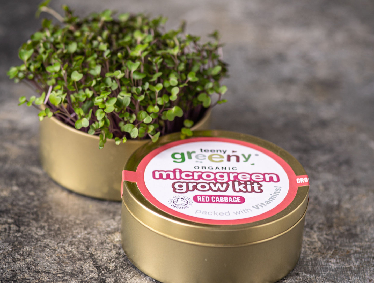 Red Cabbage Microgreens