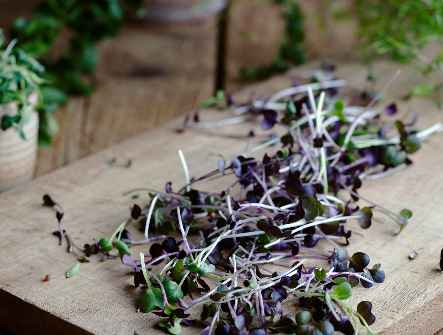 Growing Mirogreens