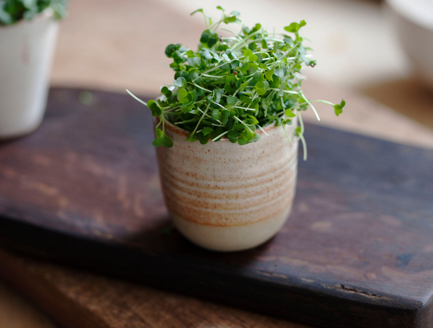 Growing Mirogreens