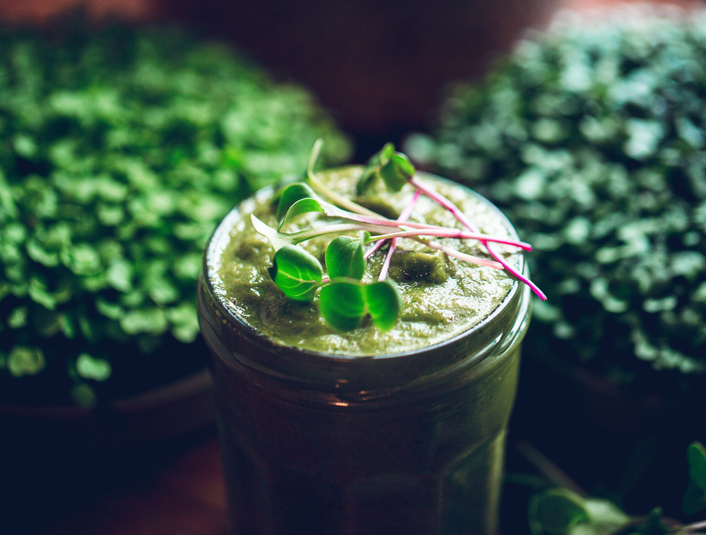 Growing Mirogreens