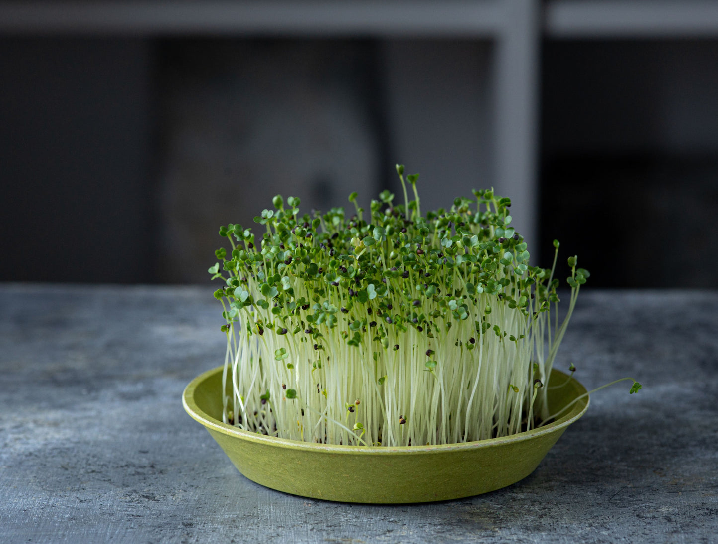 Growing Mirogreens