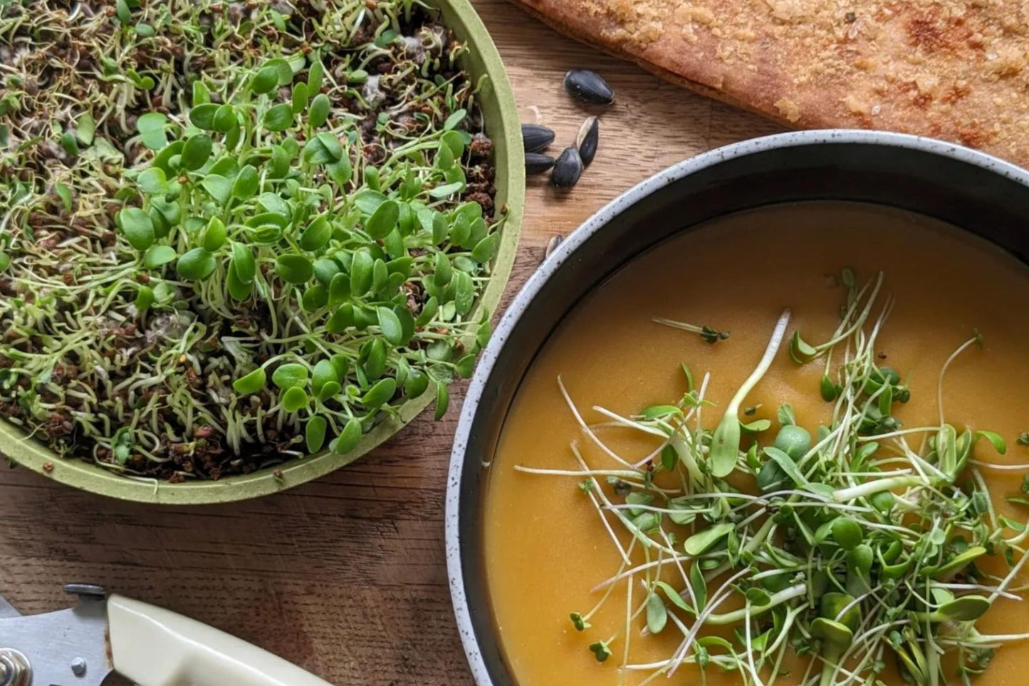 Teeny Greeny alfalfa microgreens as fresh garnish on homemade soup with crusty bread