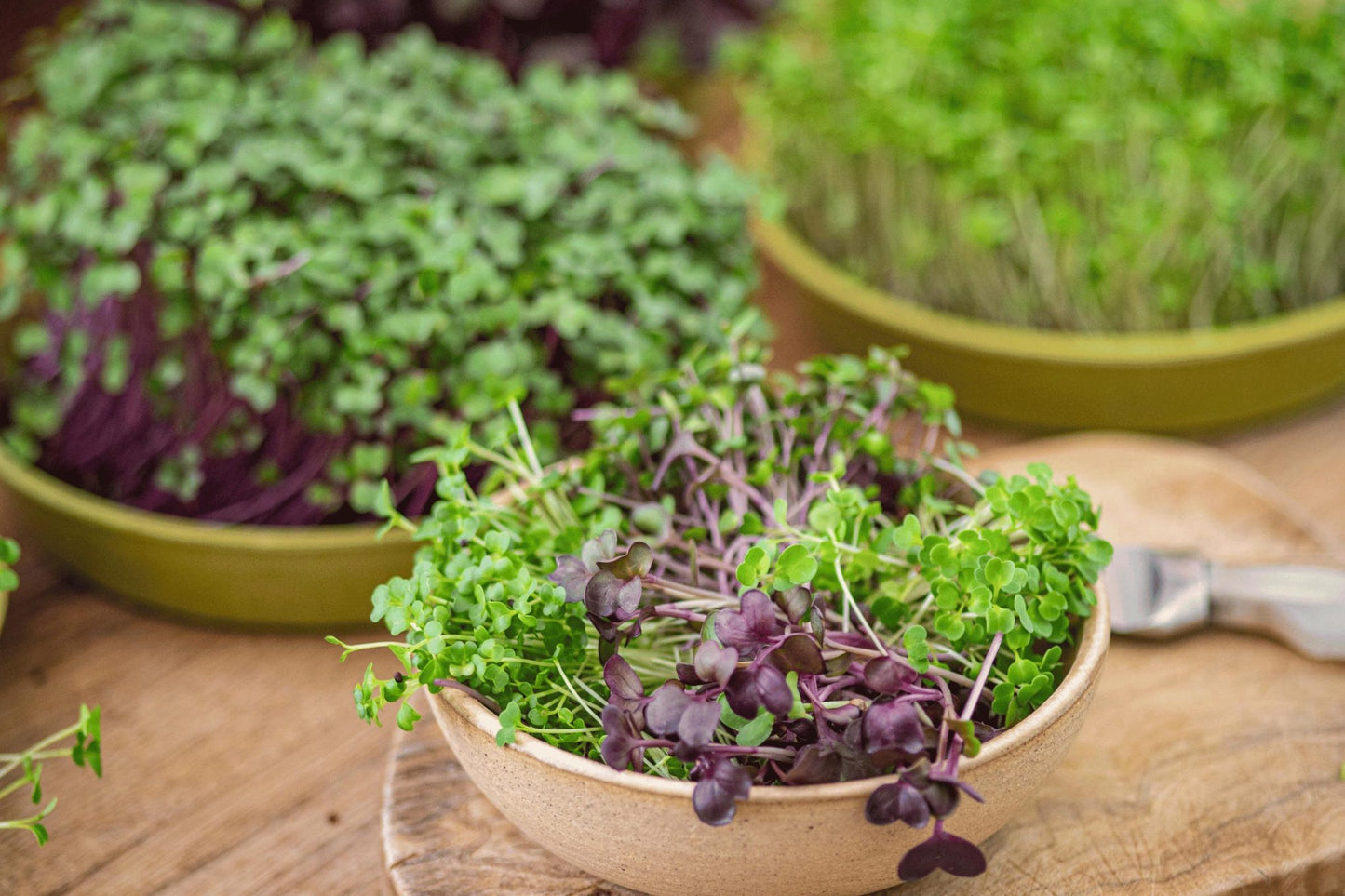 Teeny Greeny kale microgreens growing in trays with mixed varieties in ceramic bowls