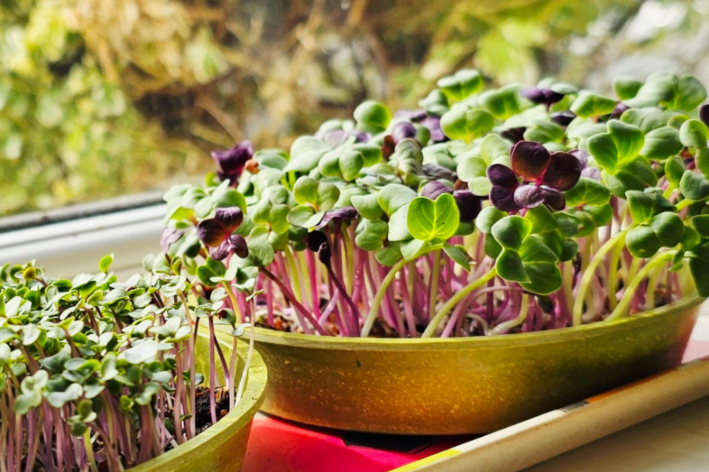 Teeny Greeny mixed radish microgreens growing in bamboo trays on sunny kitchen windowsill