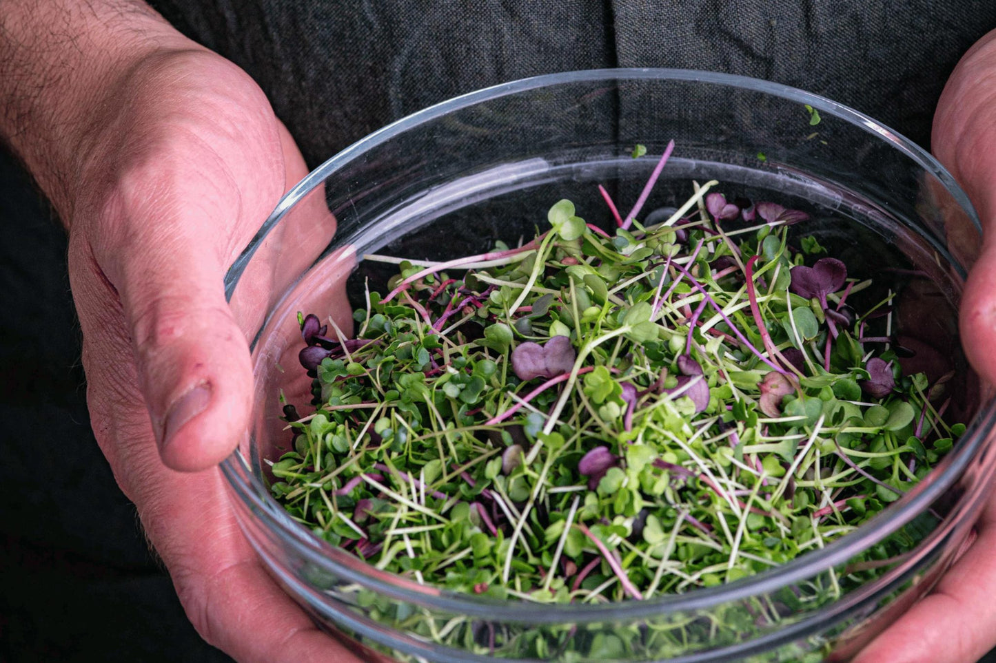 Teeny Greeny mixed radish microgreens freshly cut in glass bowl showing vibrant colours