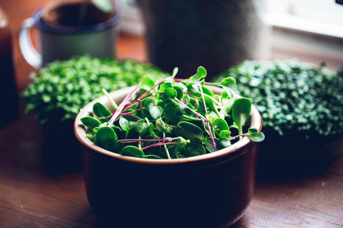 Teeny Greeny pink radish microgreens with vivid pink stems freshly cut in ceramic bowl
