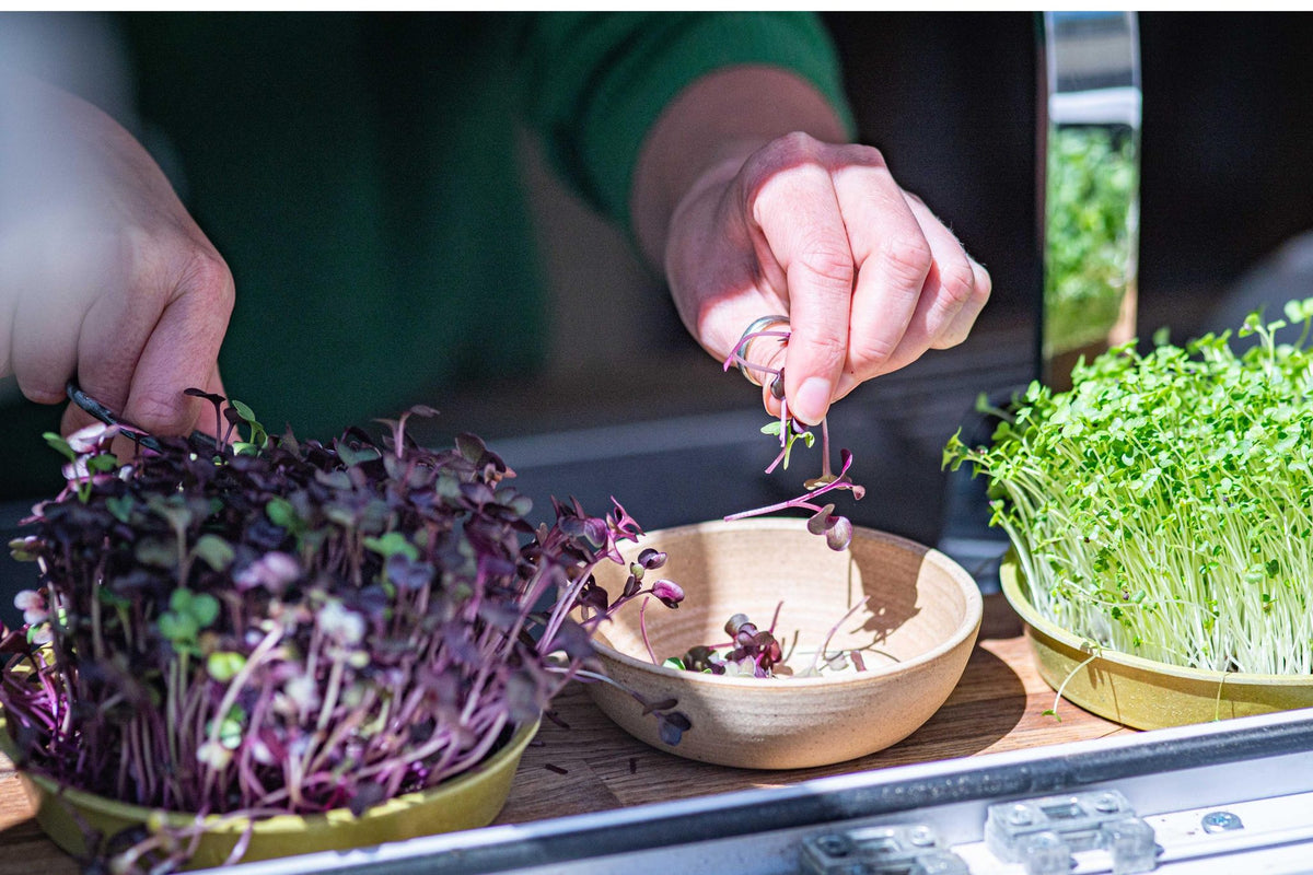 Teeny Greeny purple radish microgreens being harvested and placed into ceramic bowl