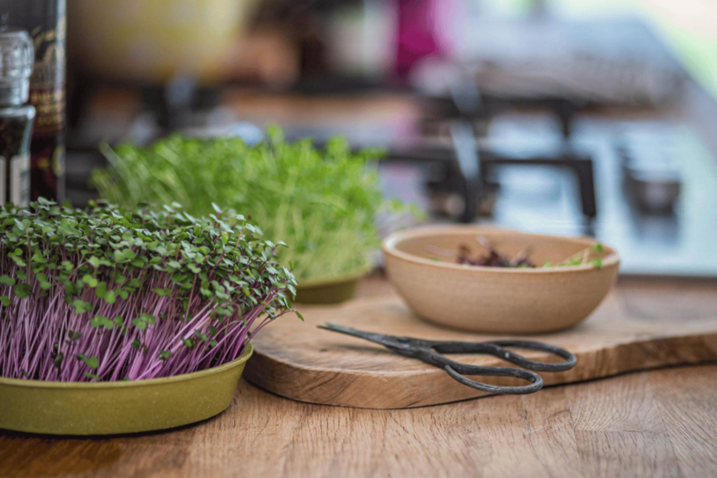 Teeny Greeny red cabbage microgreens growing in bamboo tray on kitchen worktop with scissors