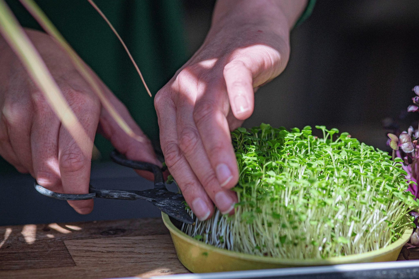 Teeny Greeny red clover microgreens being harvested with scissors from bamboo tray