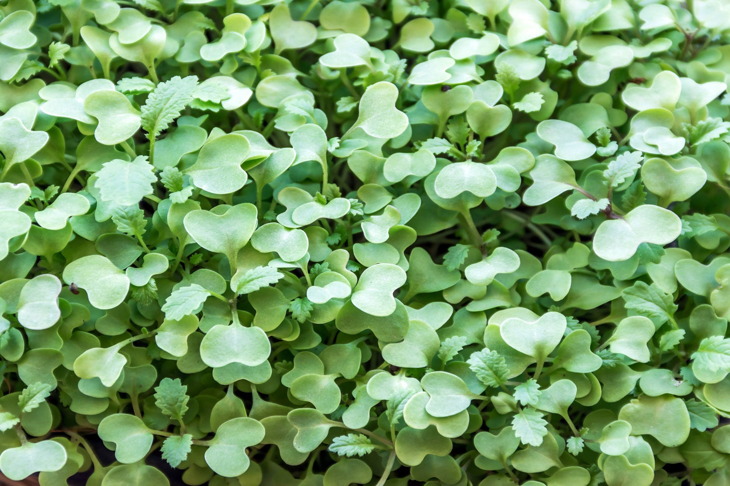 Teeny Greeny red clover microgreens close up showing heart-shaped leaves ready to harvest
