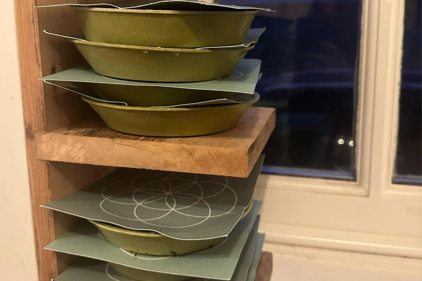 Teeny Greeny microgreen germination covers and bamboo growing trays stacked on wooden shelf showing growing setup