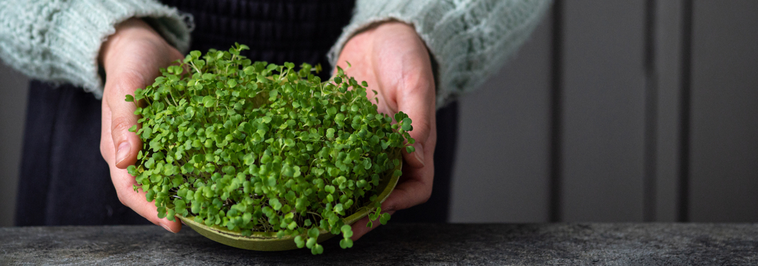 Microgreens for Gut Health