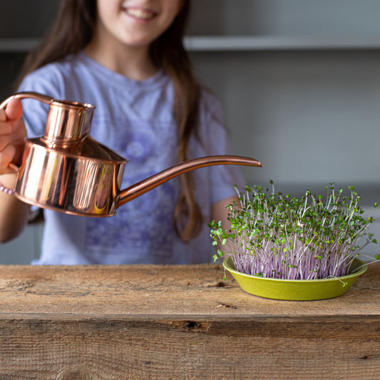 Which microgreen grow kit is right for you?