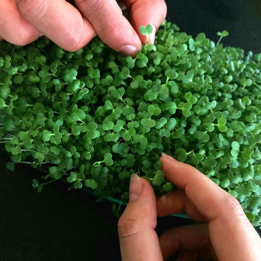 Are microgreens genetically modified?