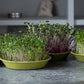 Bamboo Seed Trays for Microgreens