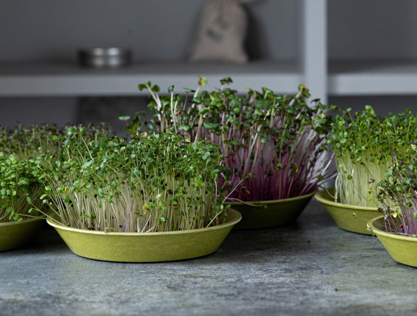 Bamboo Seed Trays for Microgreens