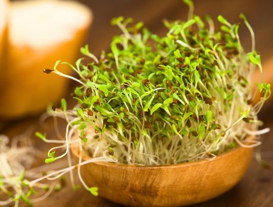 Alfalfa Organic Microgreen Seeds