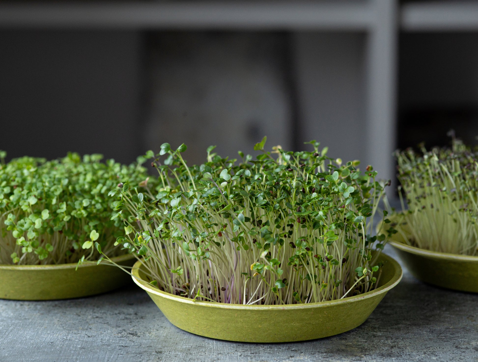 Bamboo Seed Trays